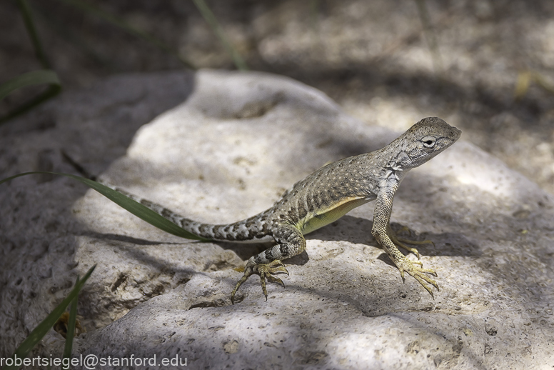 Big Bend National Park